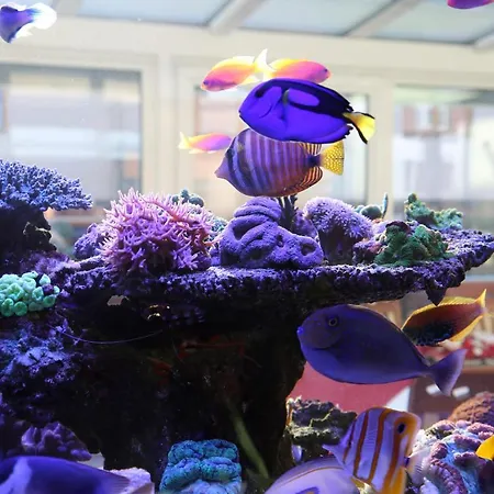 Chau-asiatisches-restaurant Und Πανσιόν 3*